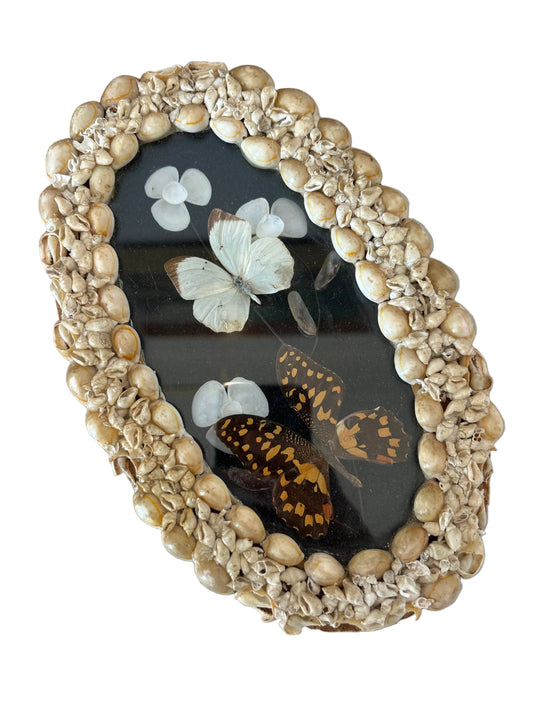 Vintage framed butterfly taxidermy piece featuring seashells as a decorative border